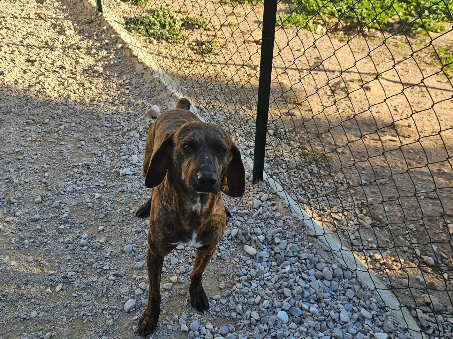 Vuoi adottare un cane a Terni?