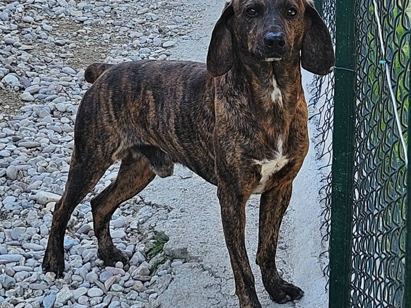 Adotta un cane, maschio, 2 anni e 10 mesi, Terni
