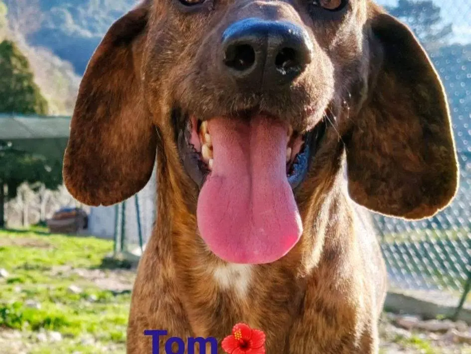 Adotta un cane, taglia media contenuta, maschio, Terni