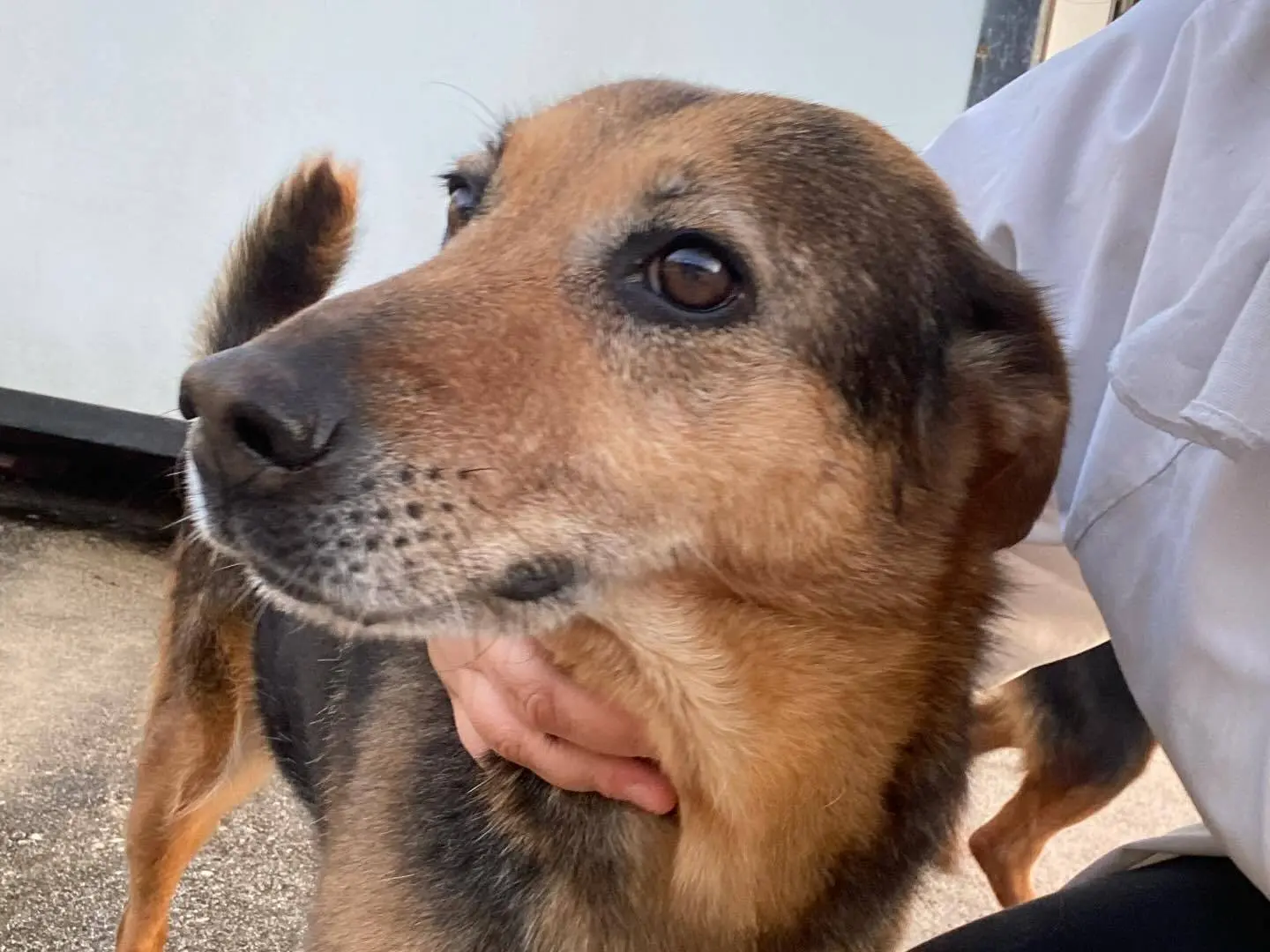 Adotta un cane, taglia media contenuta, femmina, Latina