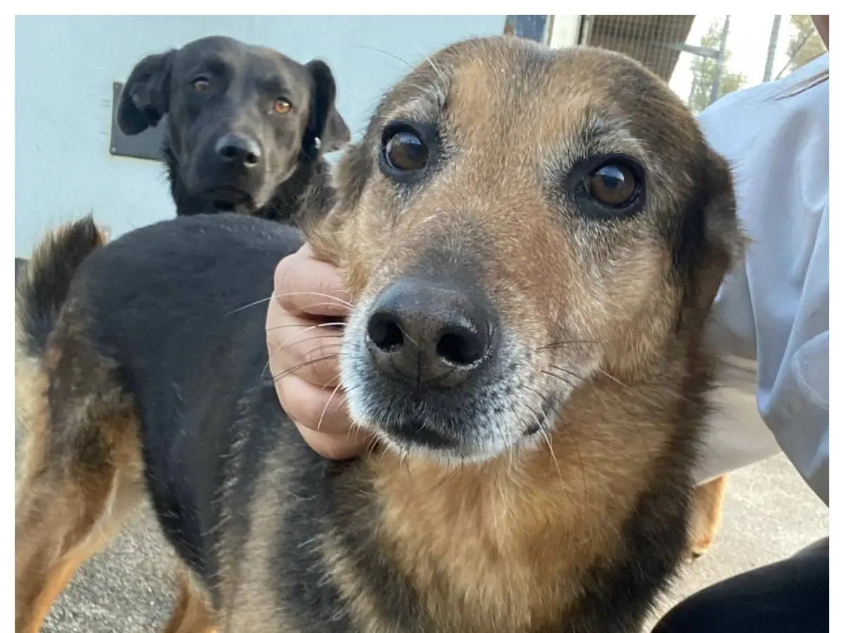 Adozione cane, femmina, Razza sconosciuta Razza sconosciuta, 8 anni e 8 mesi, taglia media contenuta, Latina