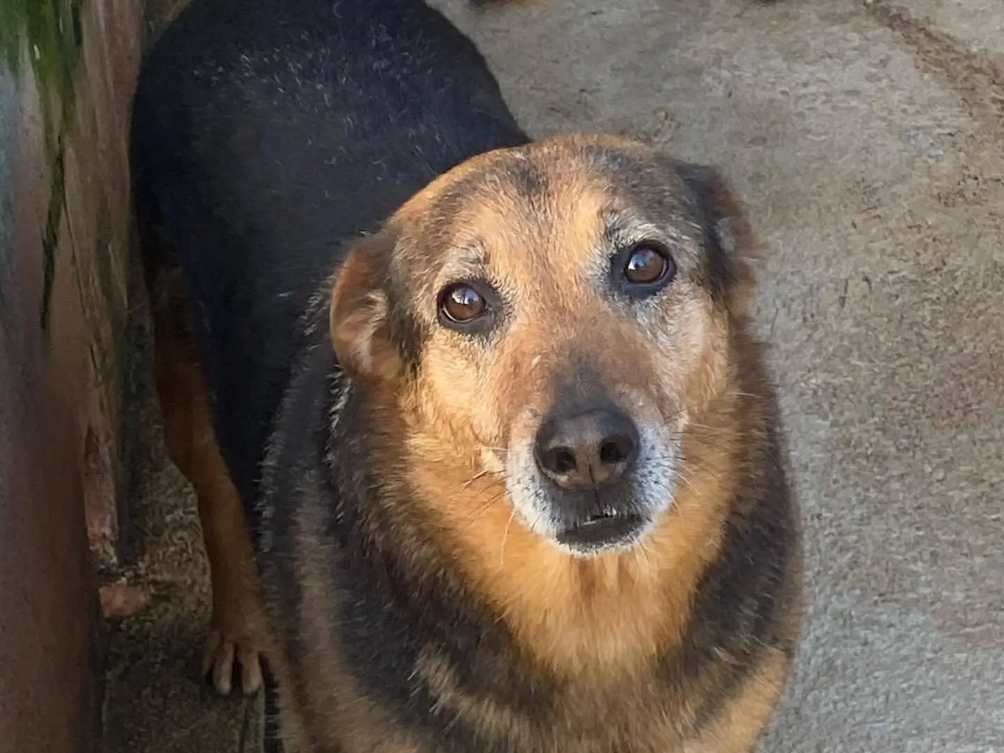 Adotta un cane, femmina, 8 anni e 8 mesi, Latina