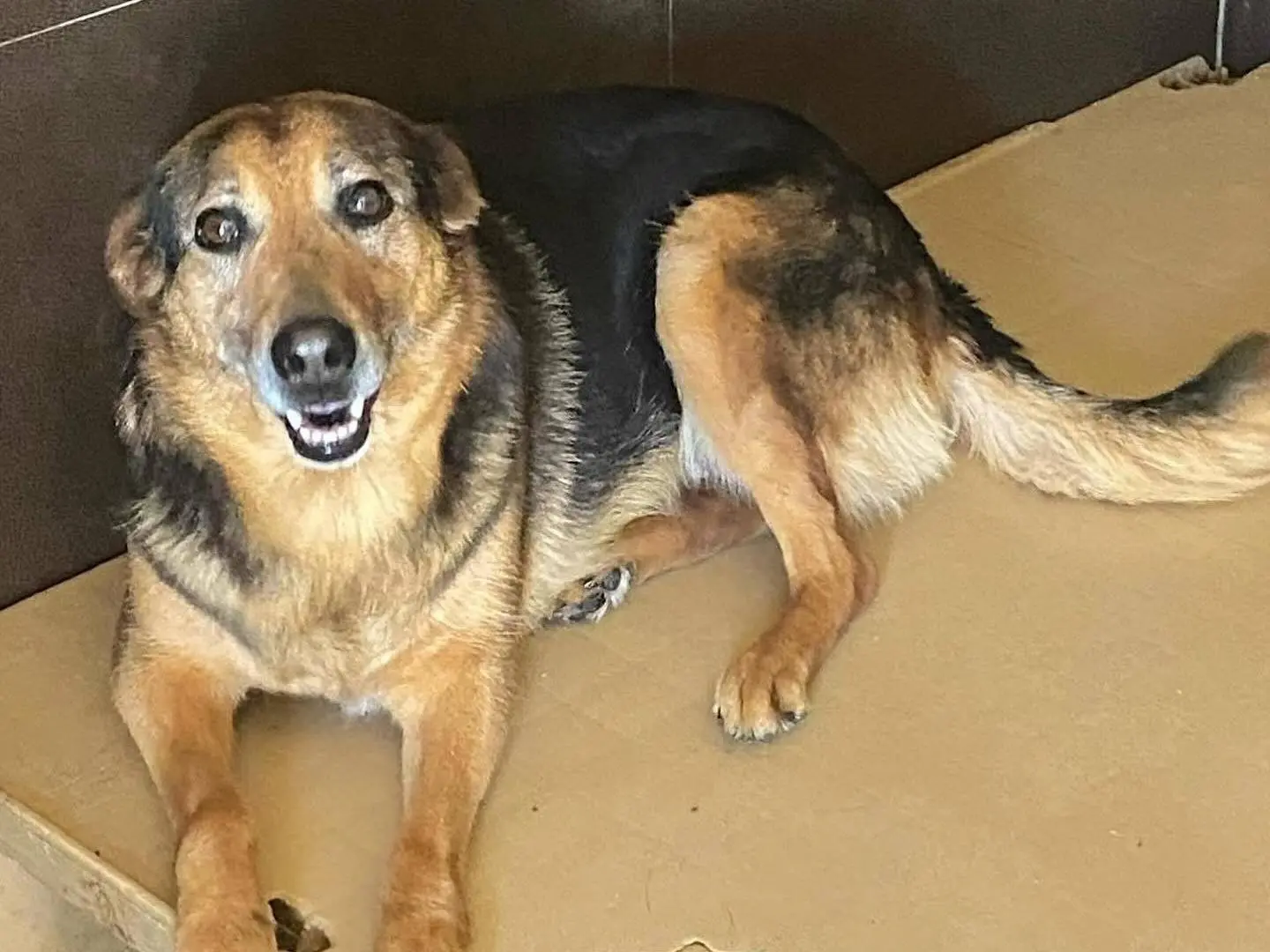 Vuoi adottare un cane a Latina?