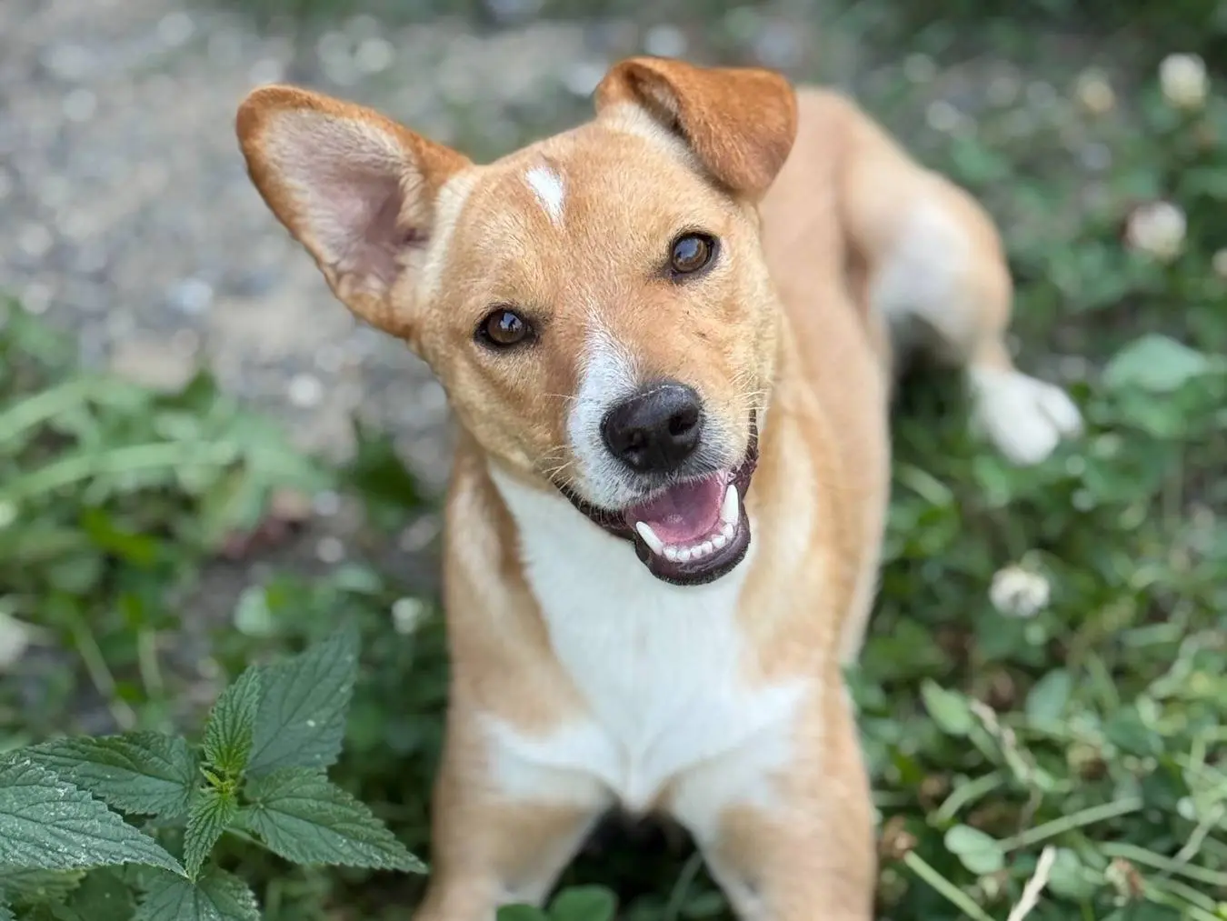 Adozione cane, femmina, Razza sconosciuta Razza sconosciuta, 9 mesi, taglia piccola, Firenze