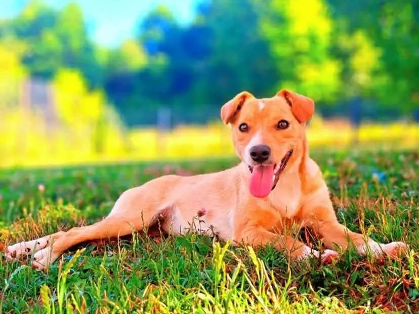 Adotta un cane, femmina, 9 mesi, Firenze