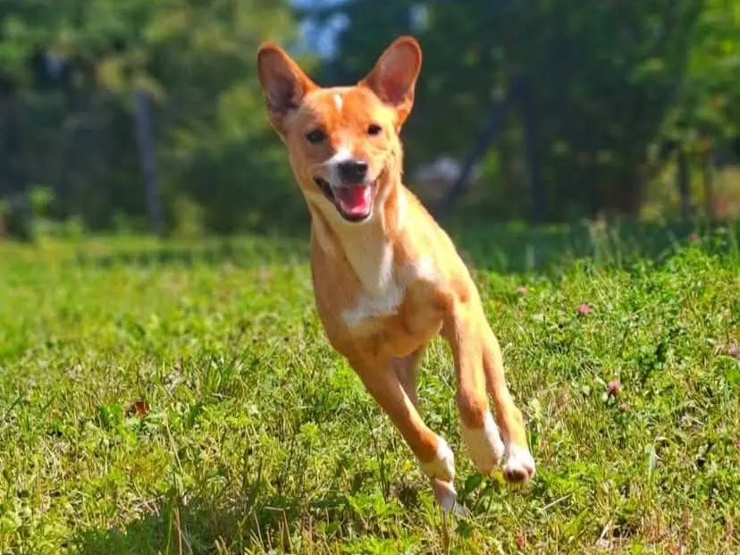 Adotta un cane, taglia piccola, femmina, Firenze