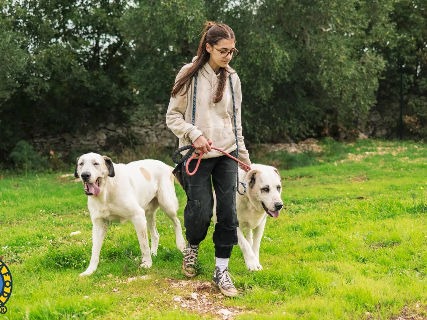 Adotta il cane Simba a Bari