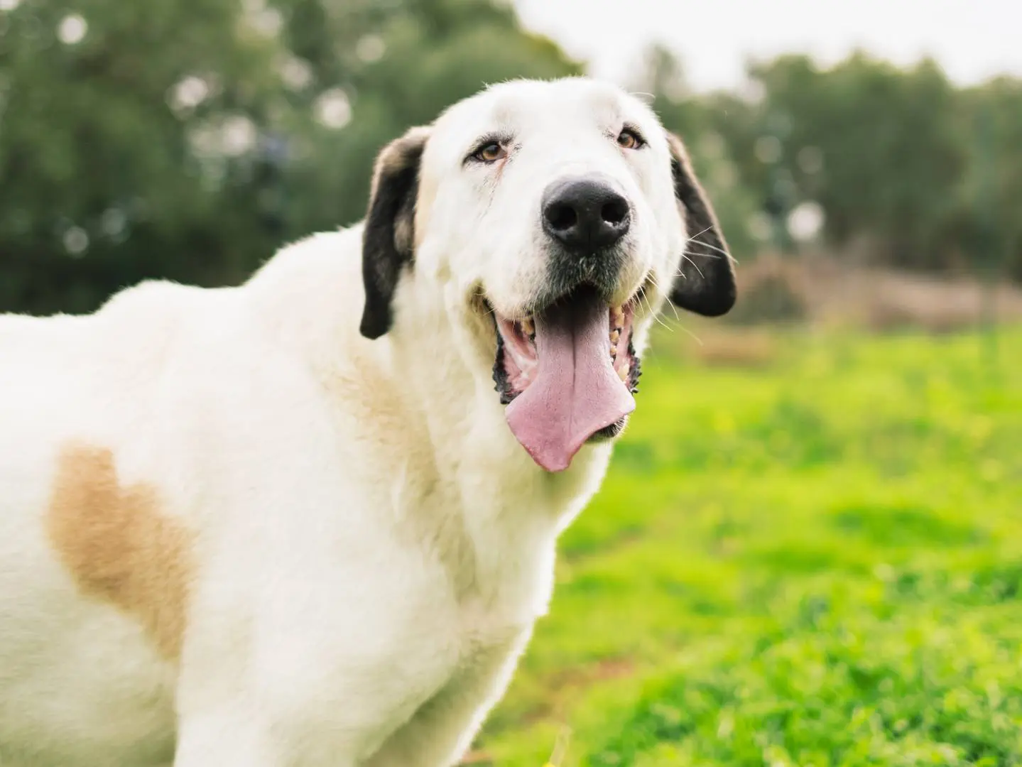 Adotta un cane, maschio, 6 anni e 6 mesi, Bari