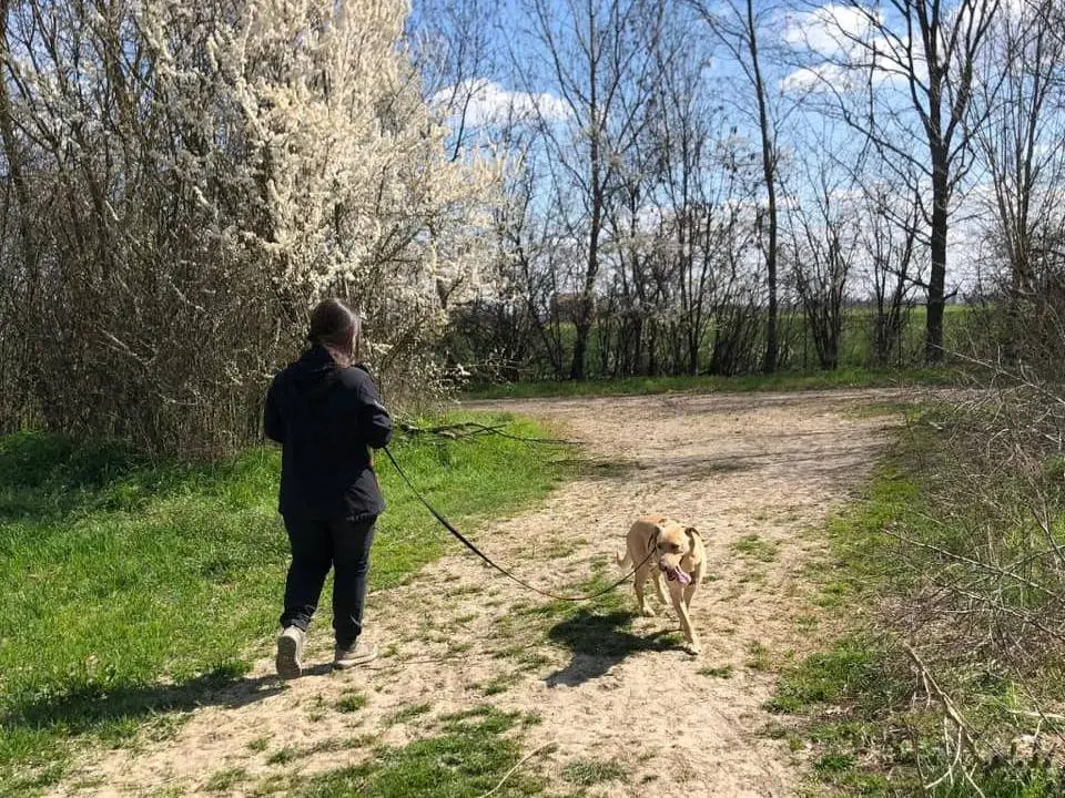 Vuoi adottare un cane a Bologna?