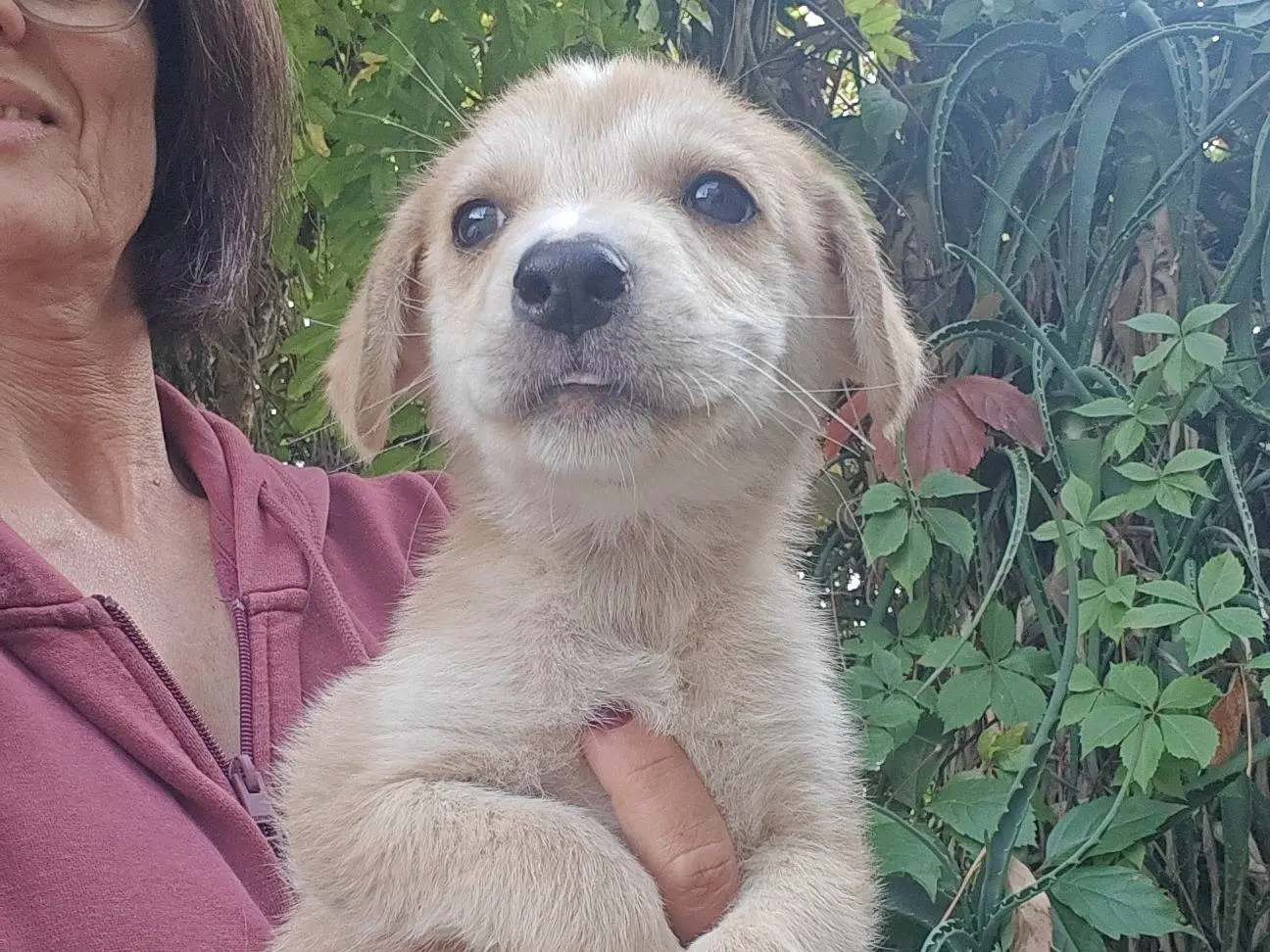 Adotta un cane, taglia media, maschio, Trapani
