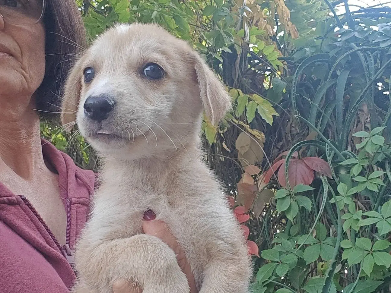 Adotta un cane, maschio, 2 mesi, Trapani