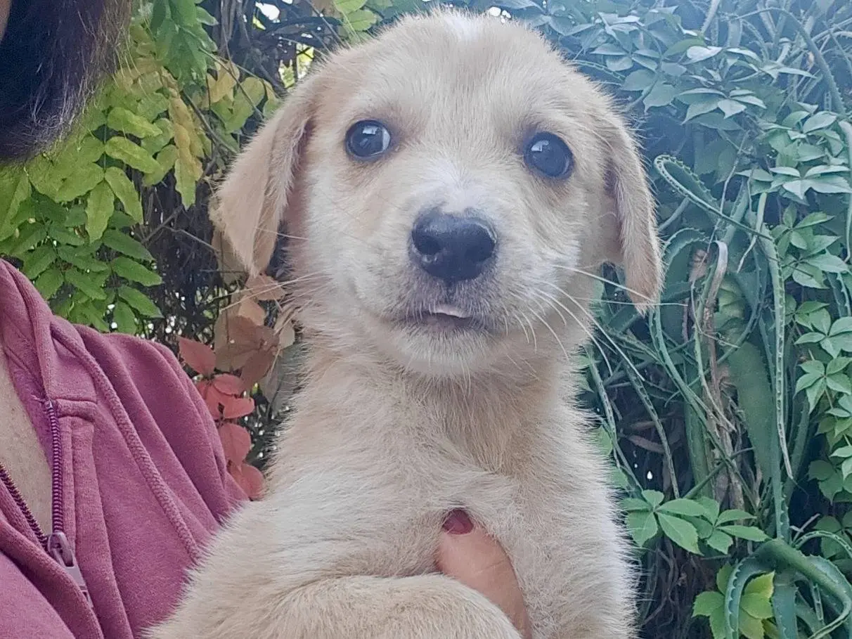 Adozione cane, maschio, Razza sconosciuta Razza sconosciuta, 2 mesi, taglia media, Trapani