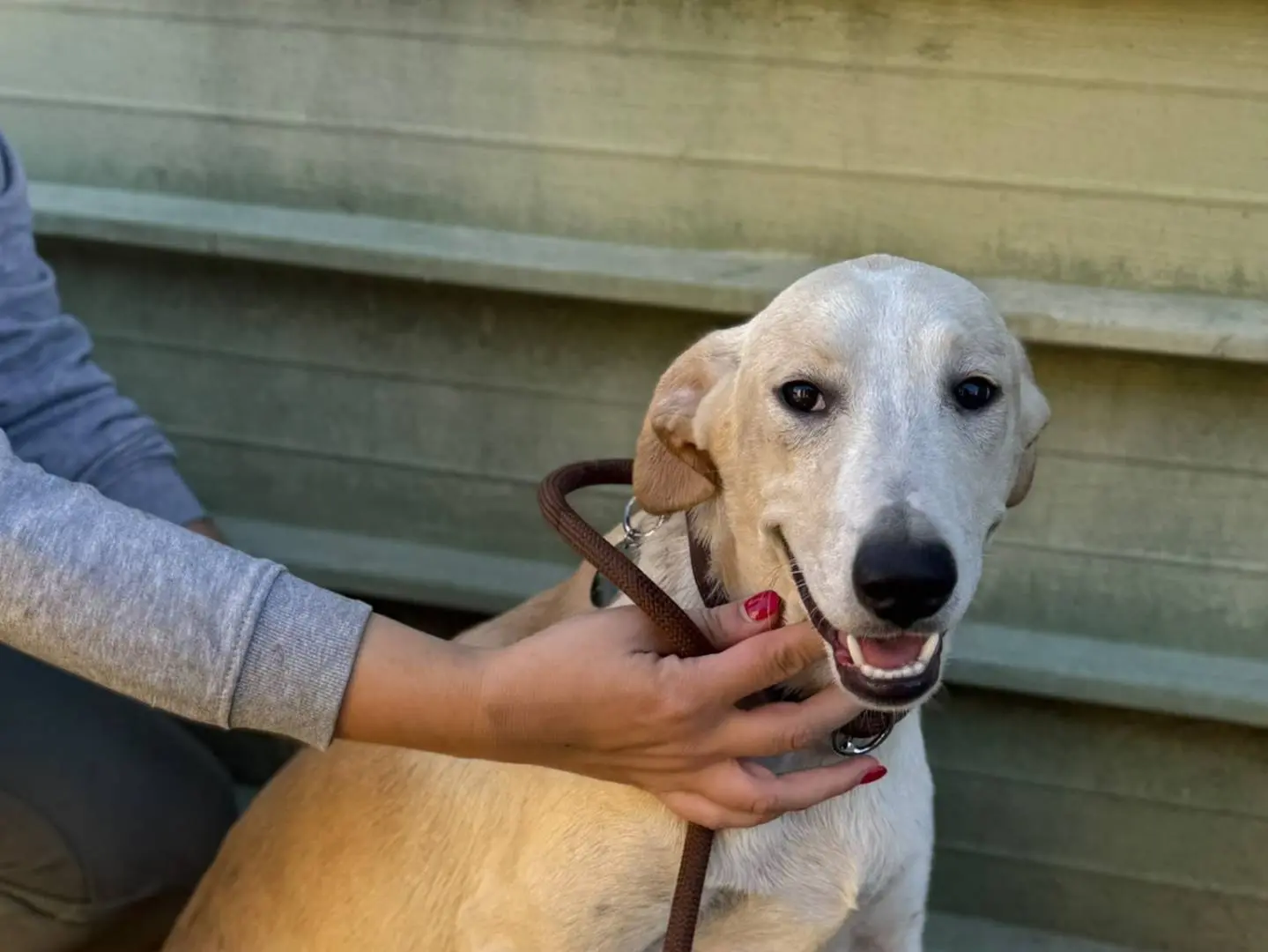 Adozione cane, femmina, Razza sconosciuta Razza sconosciuta, 6 mesi, taglia grande, Napoli