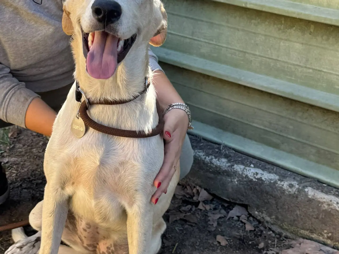 Adotta un cane, femmina, 6 mesi, Napoli