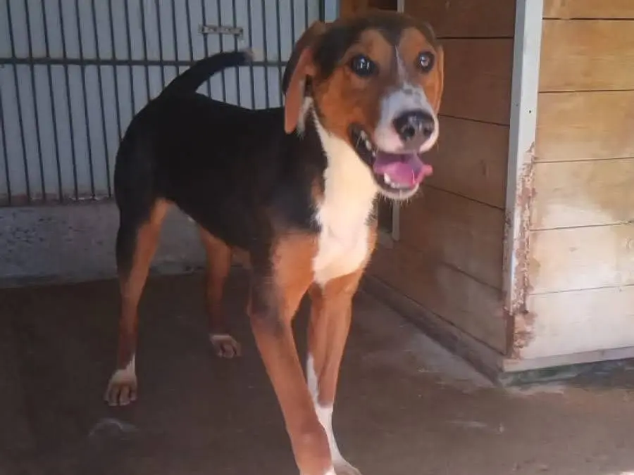 Adotta un cane, maschio, 2 anni e 8 mesi, Viterbo