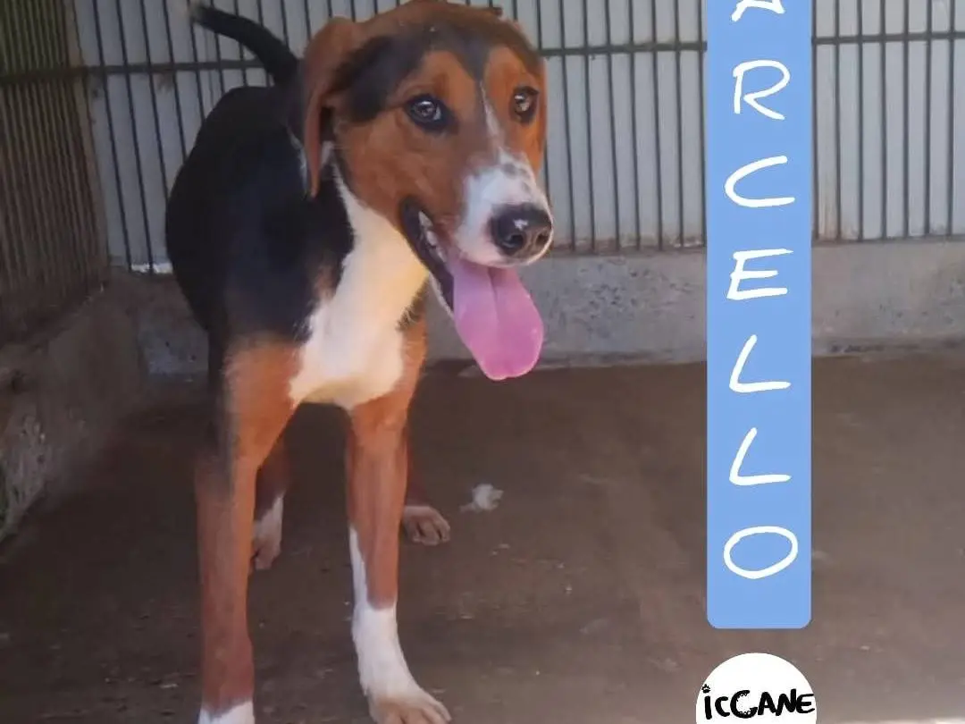 Adozione cane, maschio, Razza sconosciuta Razza sconosciuta, 2 anni e 8 mesi, taglia media contenuta, Viterbo