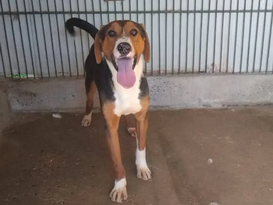 Adotta un cane, taglia media contenuta, maschio, Viterbo