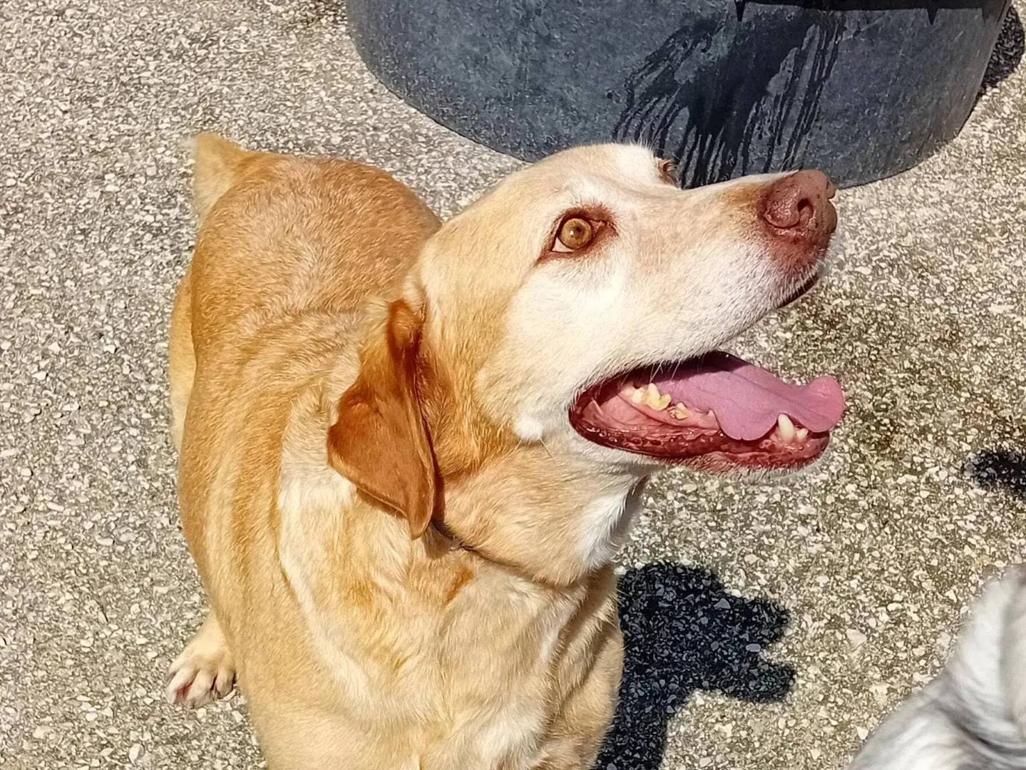 Adotta un cane, taglia media, maschio, Caserta