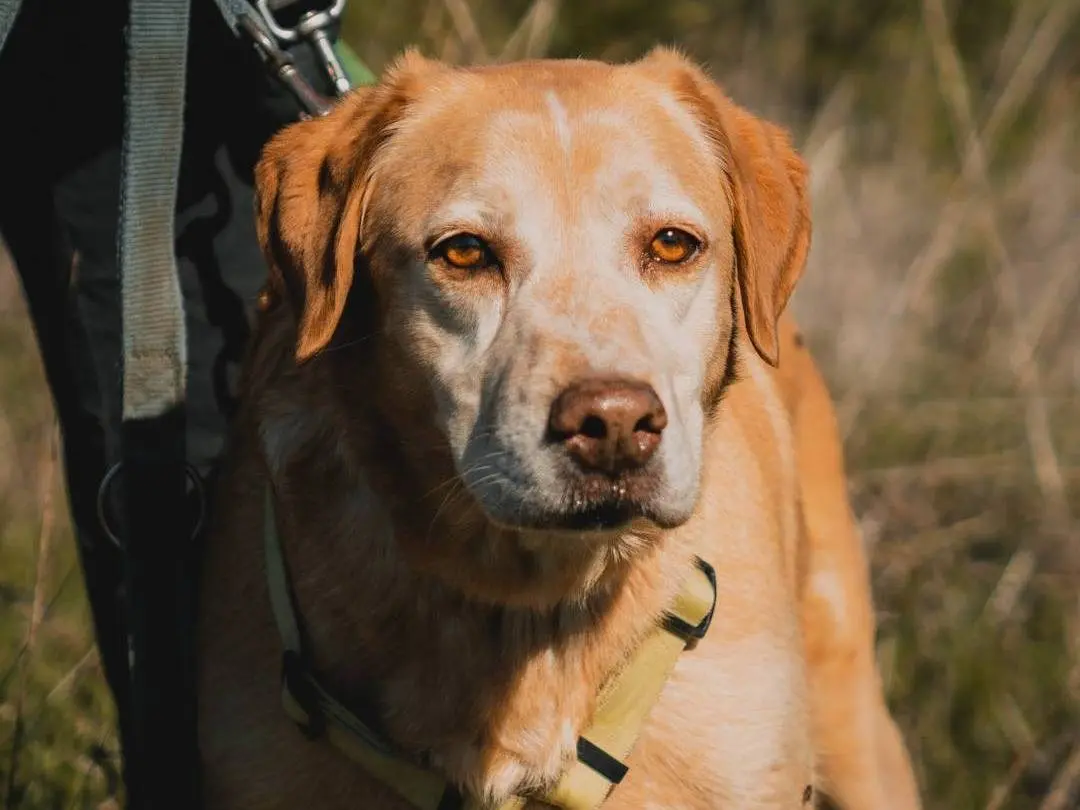 Adotta il cane KLAUS a Caserta
