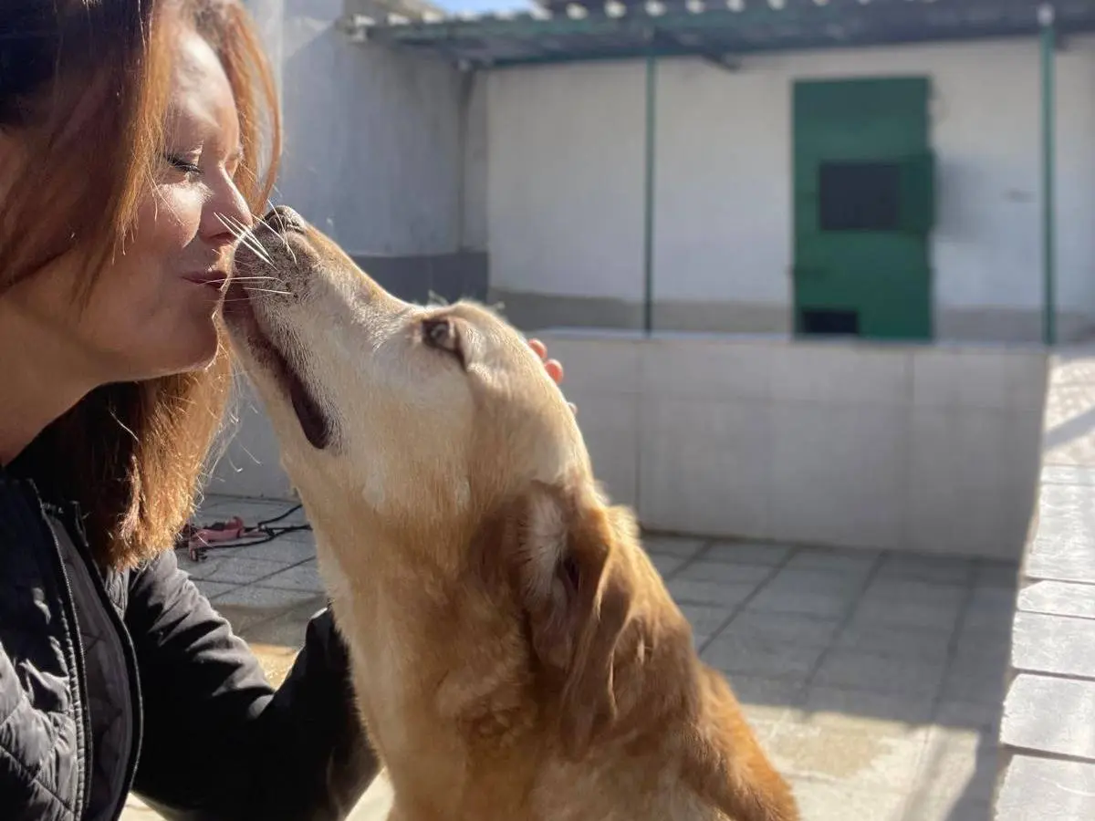 Adotta un cane, maschio, 8 anni e 4 mesi, Caserta