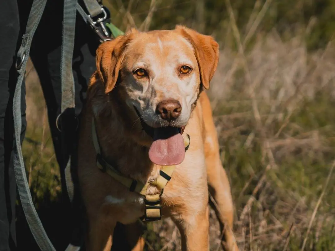 Adozione cane, maschio, Labrador Retriever Labrador Retriever, 8 anni e 4 mesi, taglia media, Caserta