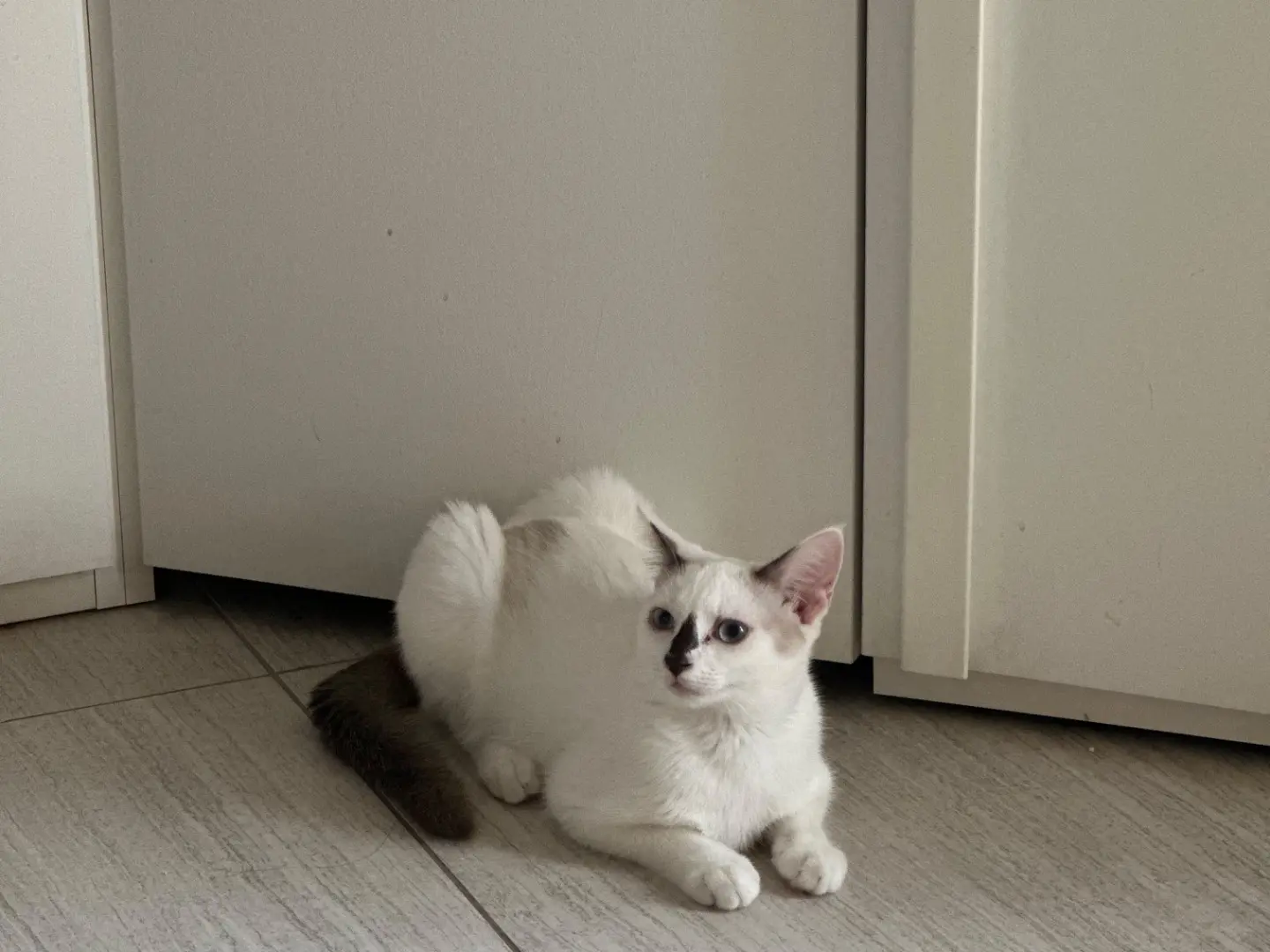 Adozione gatto, femmina, Razza sconosciuta Razza sconosciuta, 7 mesi, taglia non valida, Torino