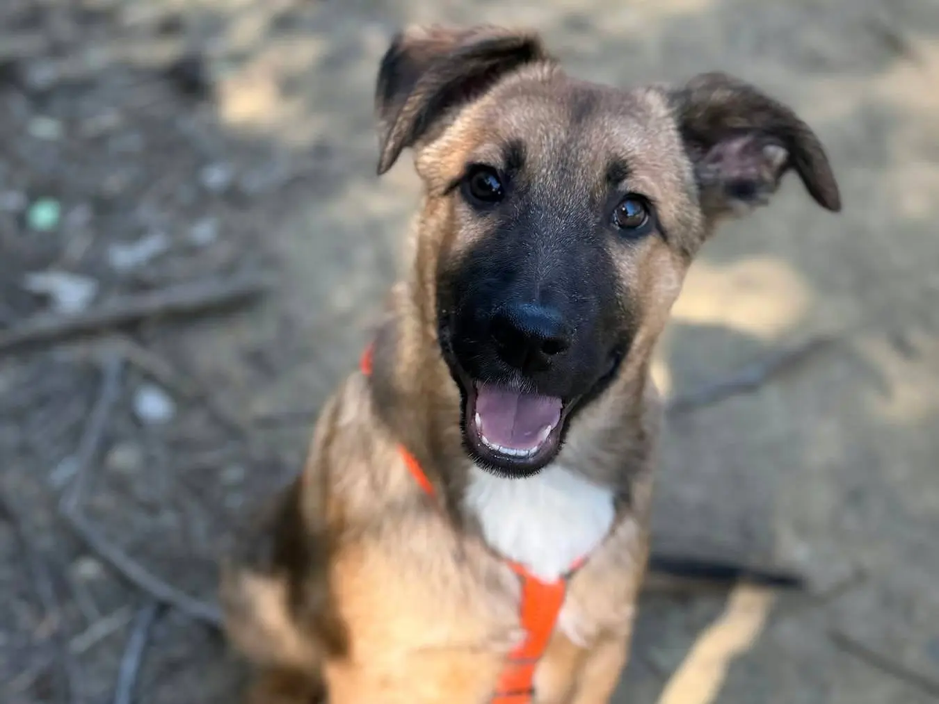 Adotta un cane, maschio, 4 mesi, Firenze