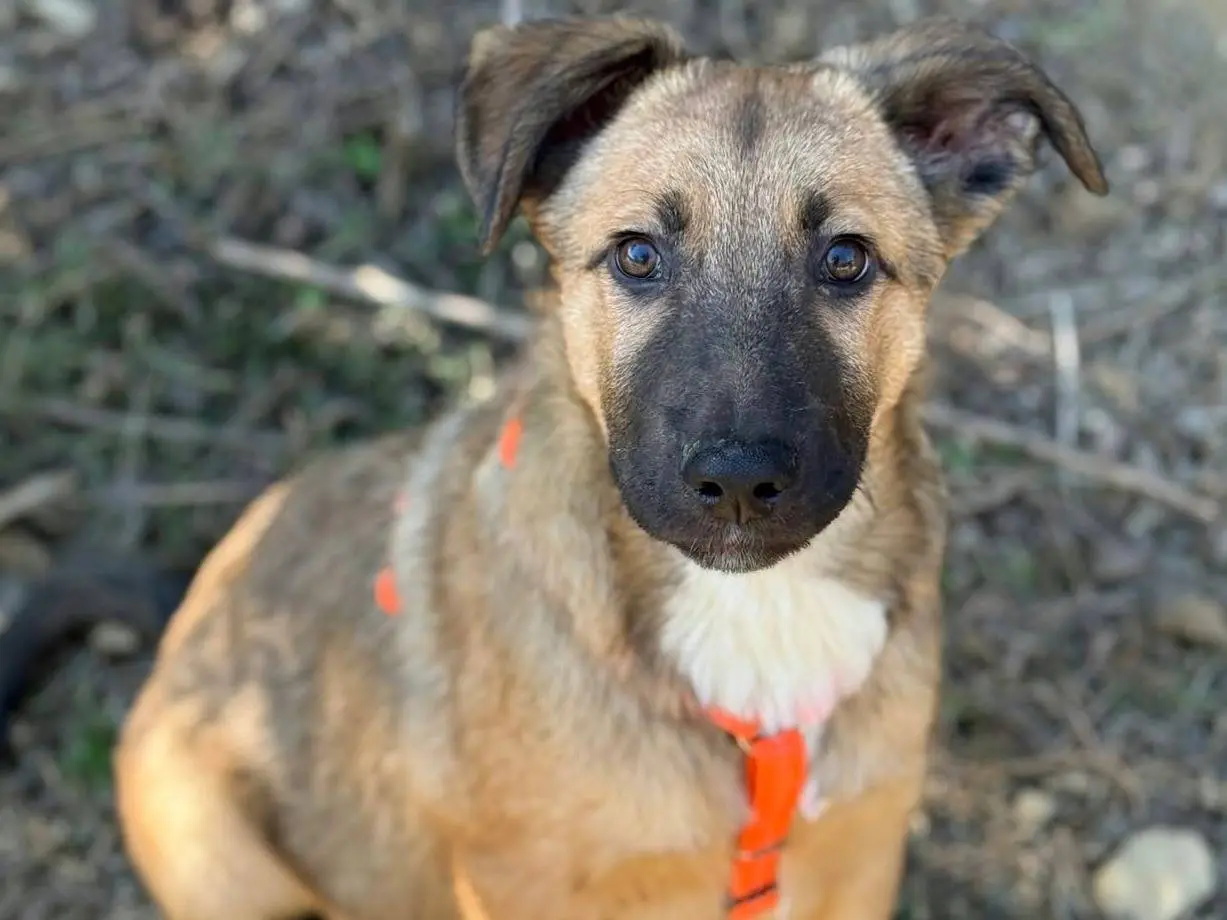 Adozione cane, maschio, Razza sconosciuta Razza sconosciuta, 4 mesi, taglia media, Firenze