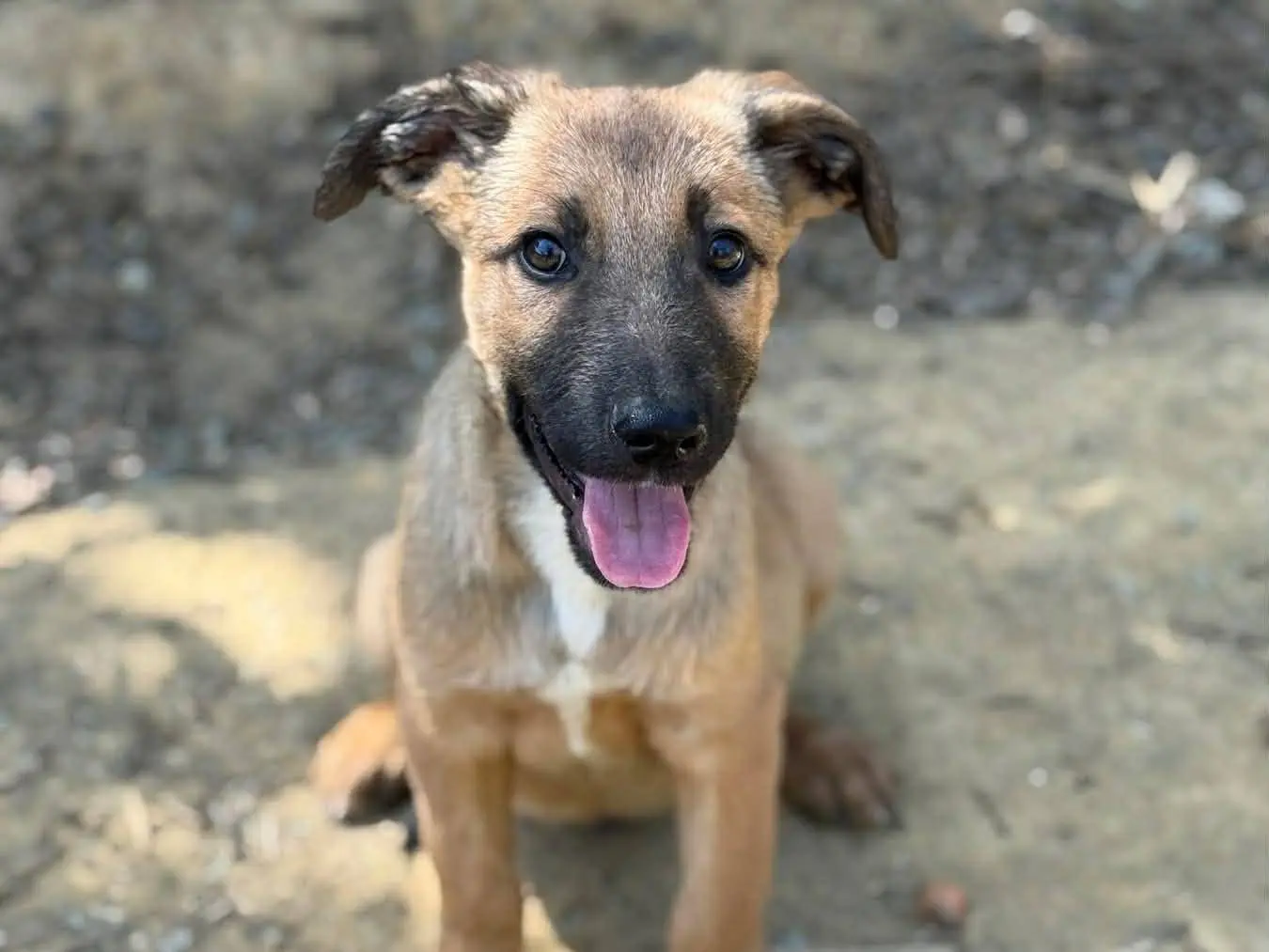 Vuoi adottare un cane a Firenze?