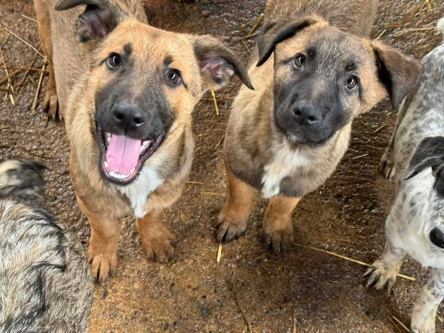 Adotta il cane FABIO a Firenze