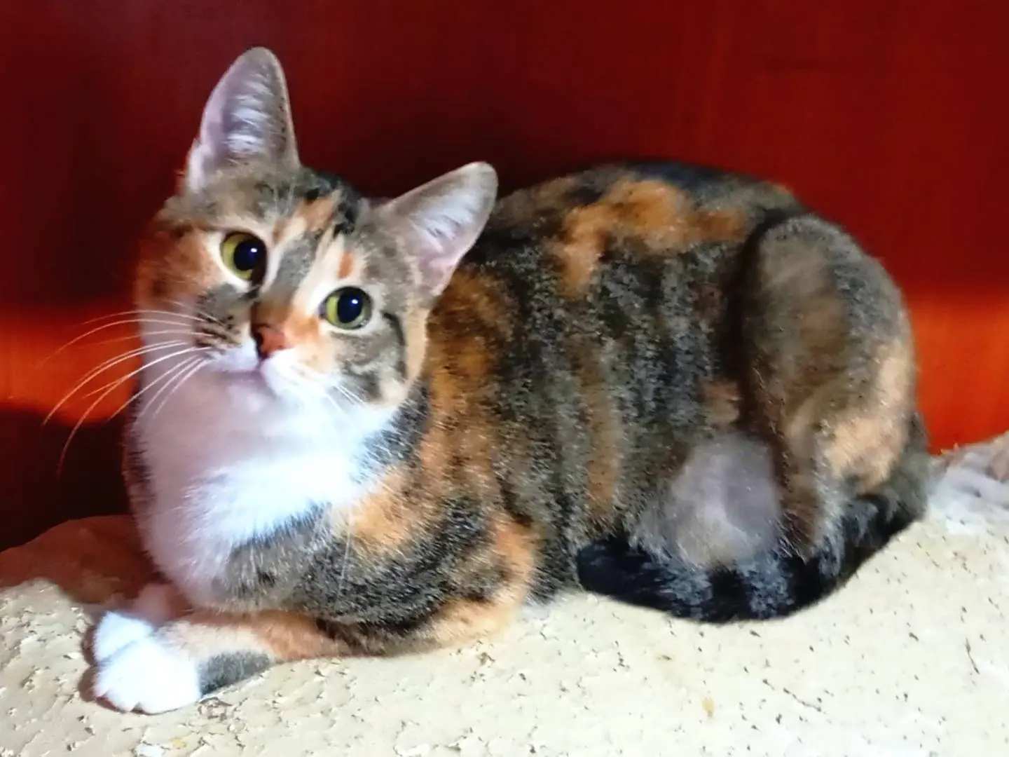 Adotta un gatto, taglia non valida, femmina, Taranto