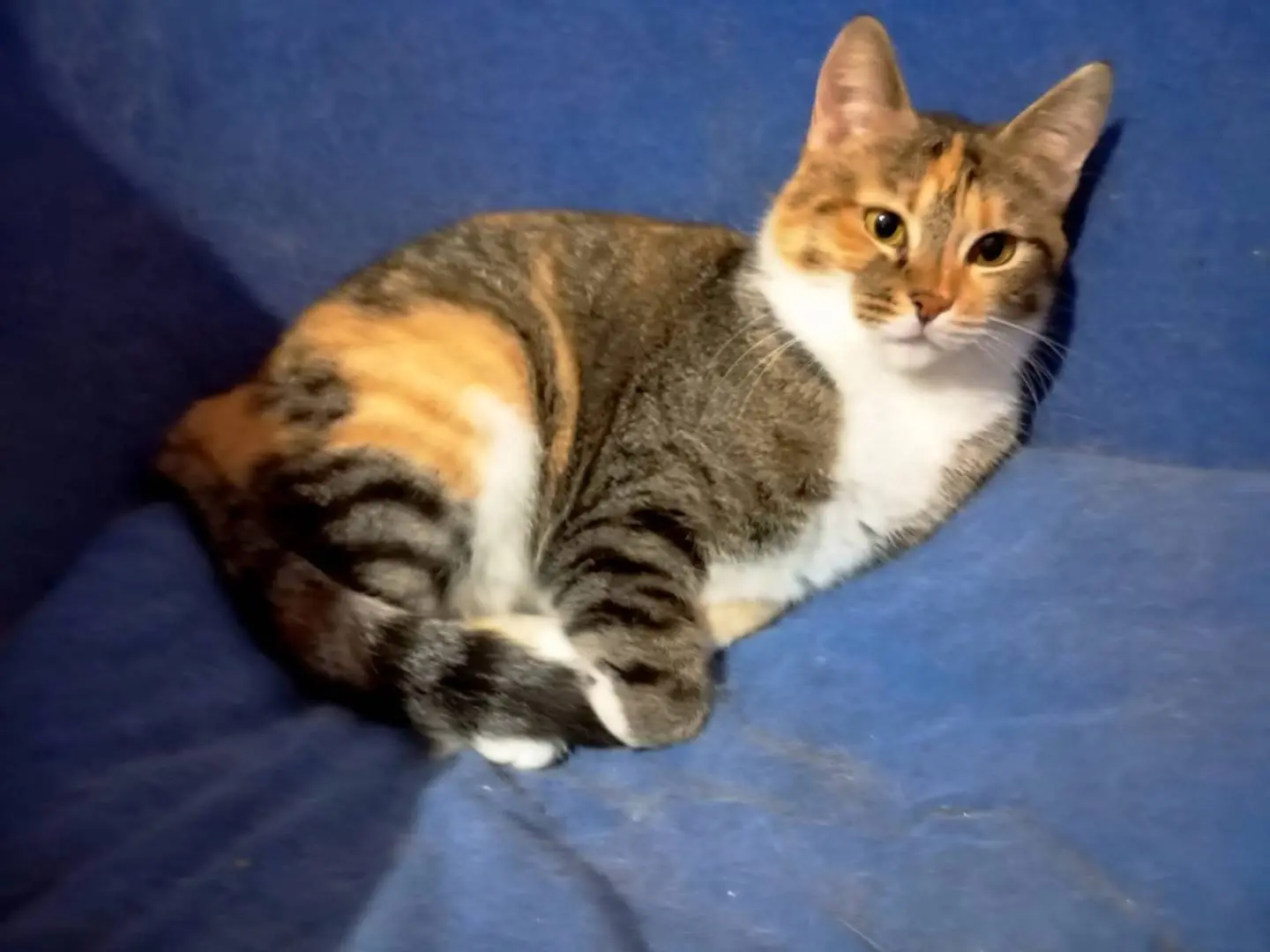 Vuoi adottare un gatto a Taranto?