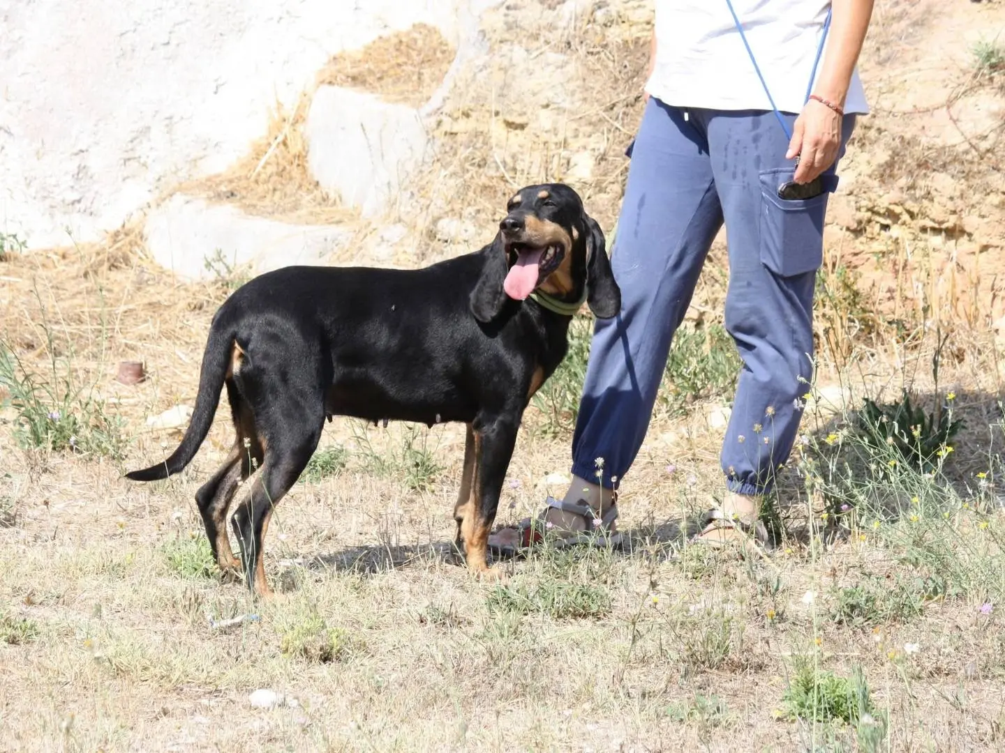 Adotta il cane BEATRICE a Bari