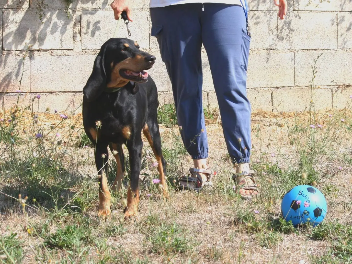 Vuoi adottare un cane a Bari?