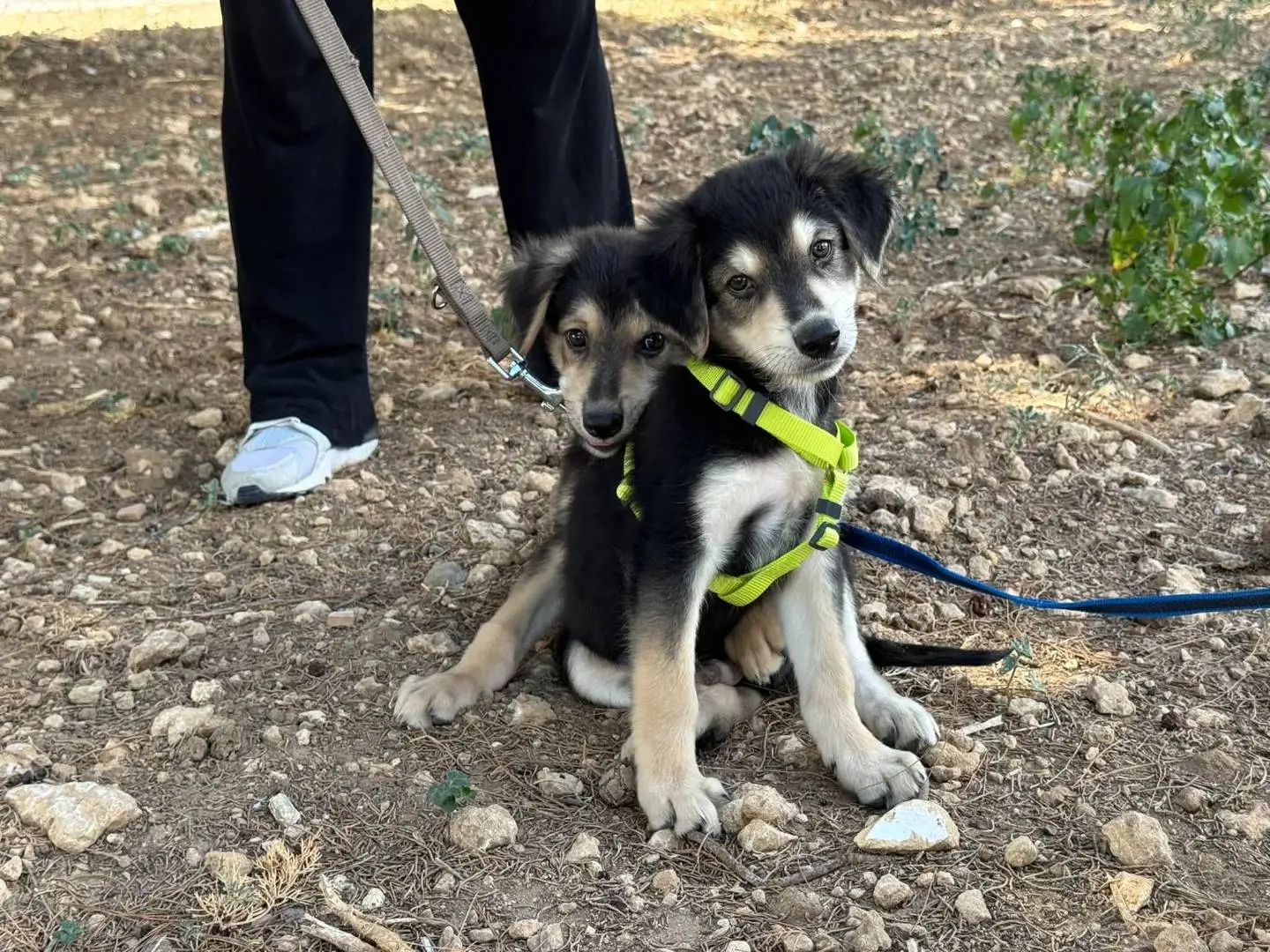 Vuoi adottare un cane a Taranto?