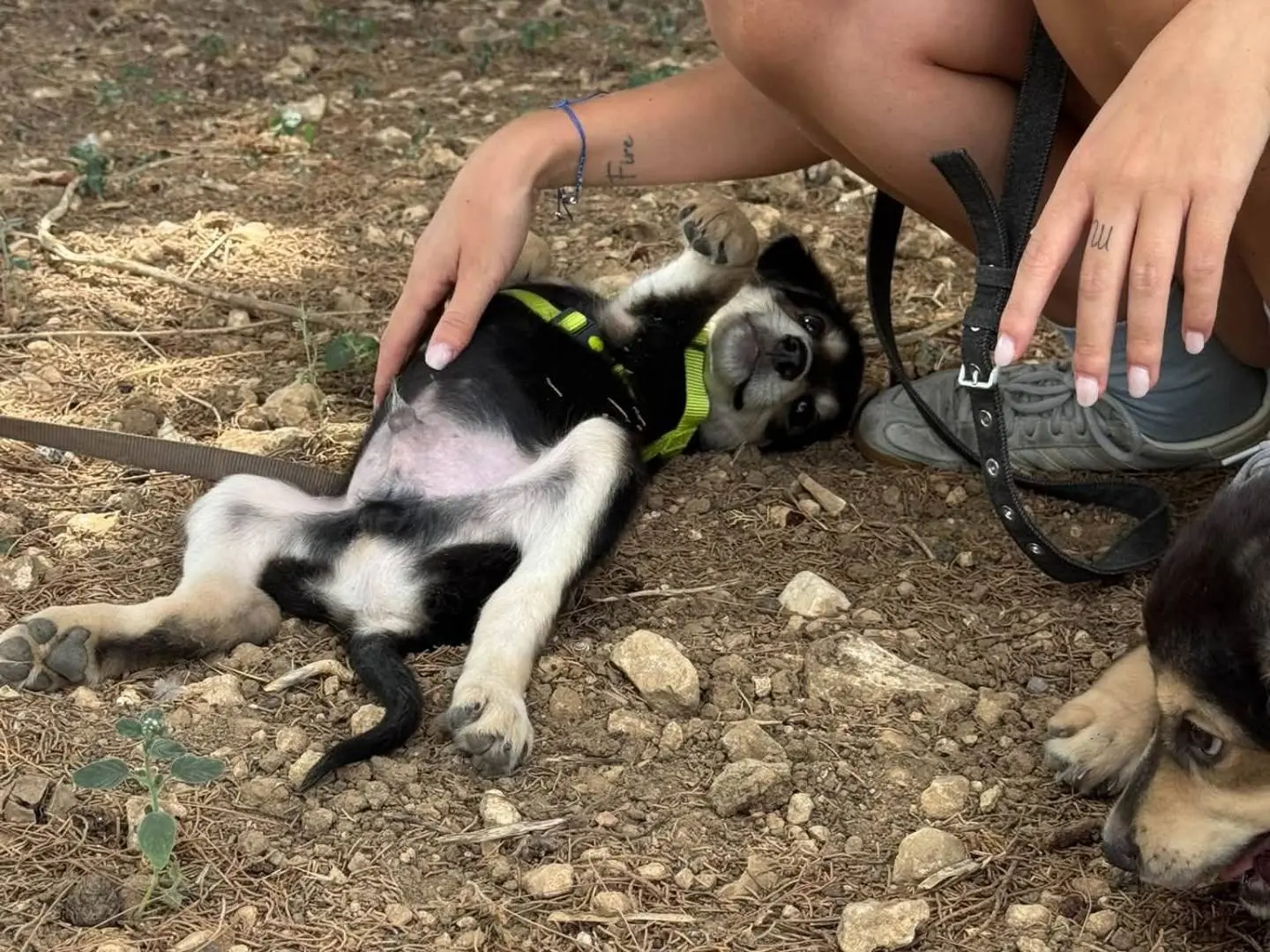 Adotta un cane, taglia media, maschio, Taranto