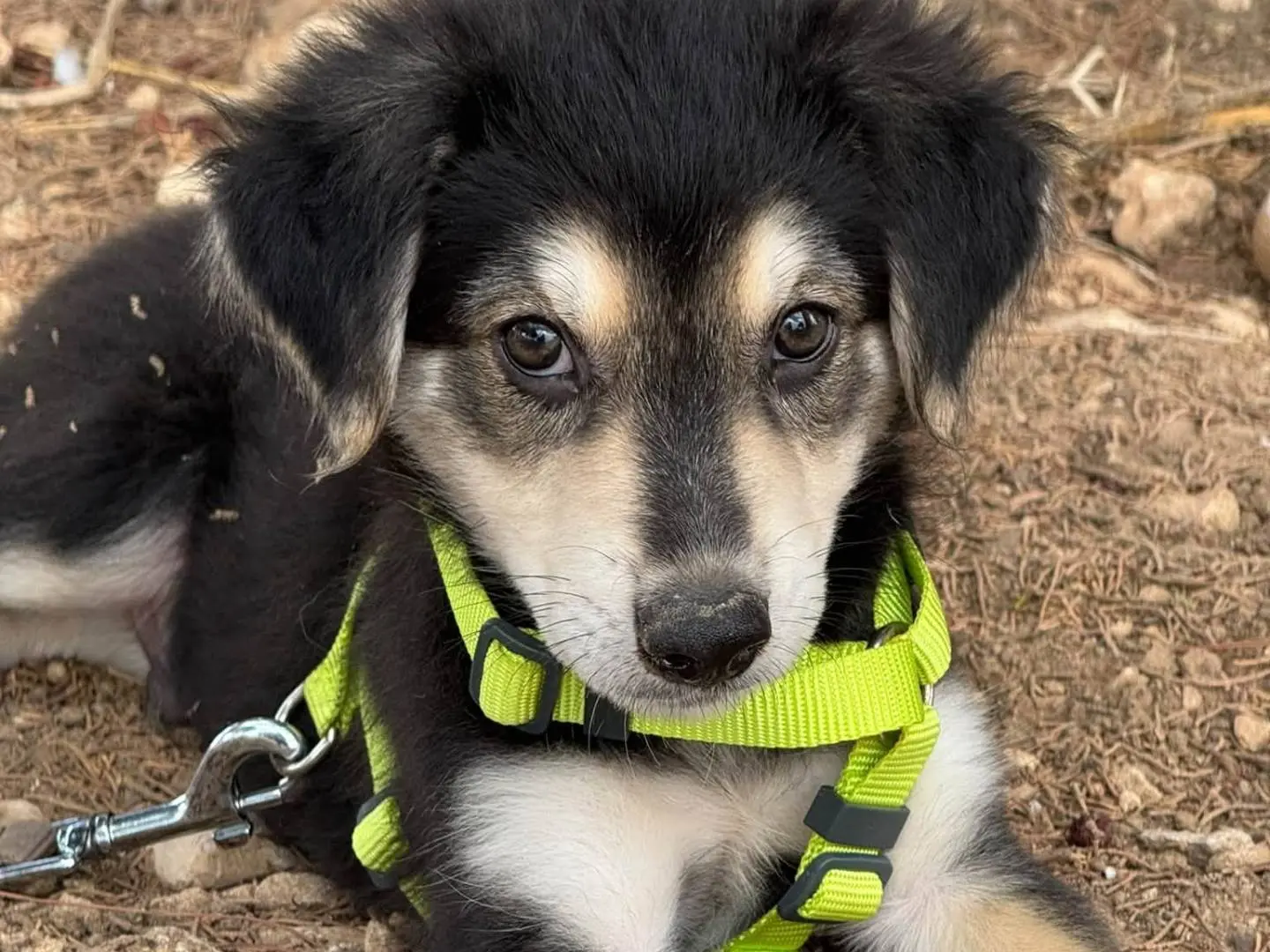 Adozione cane, maschio, Razza sconosciuta Razza sconosciuta, 4 mesi, taglia media, Taranto
