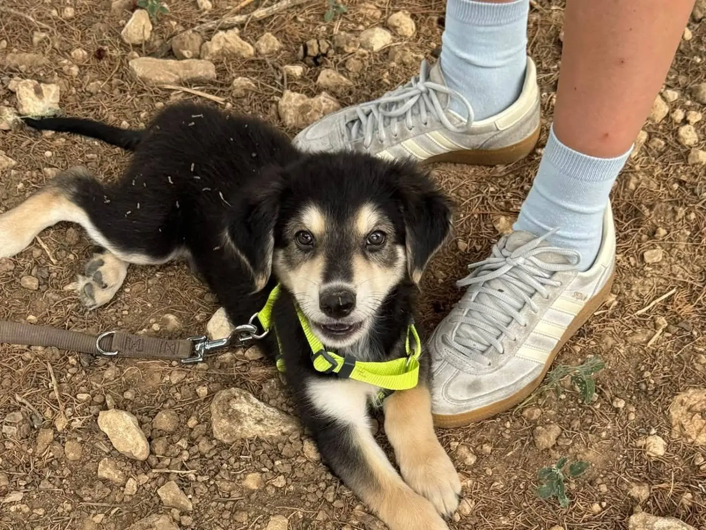 Adotta un cane, maschio, 4 mesi, Taranto