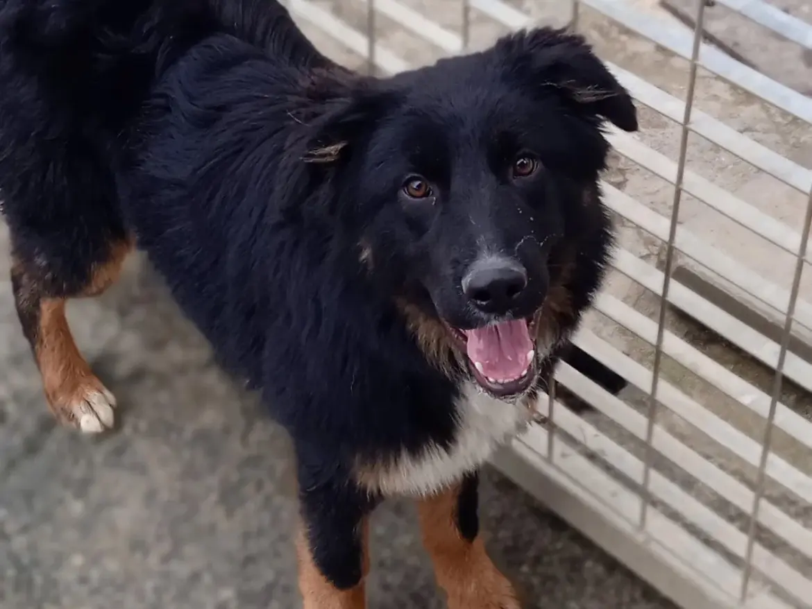Adozione cane, maschio, Razza sconosciuta Razza sconosciuta, 3 anni e 5 mesi, taglia grande, Chieti