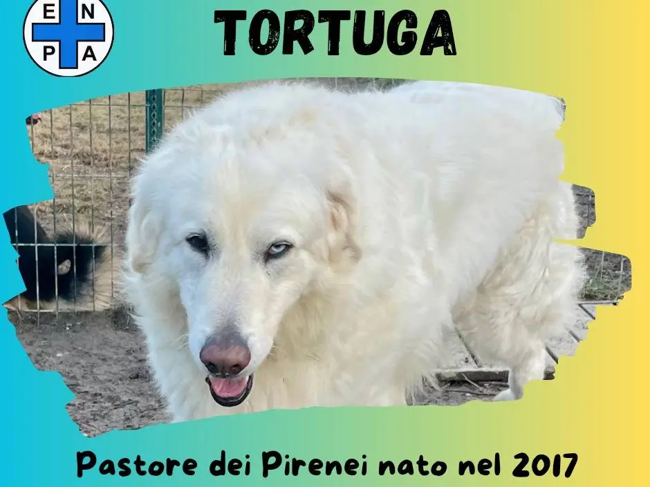 Foto 3 dell'animale