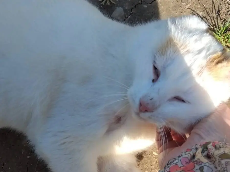 Vuoi adottare un gatto a Torino?