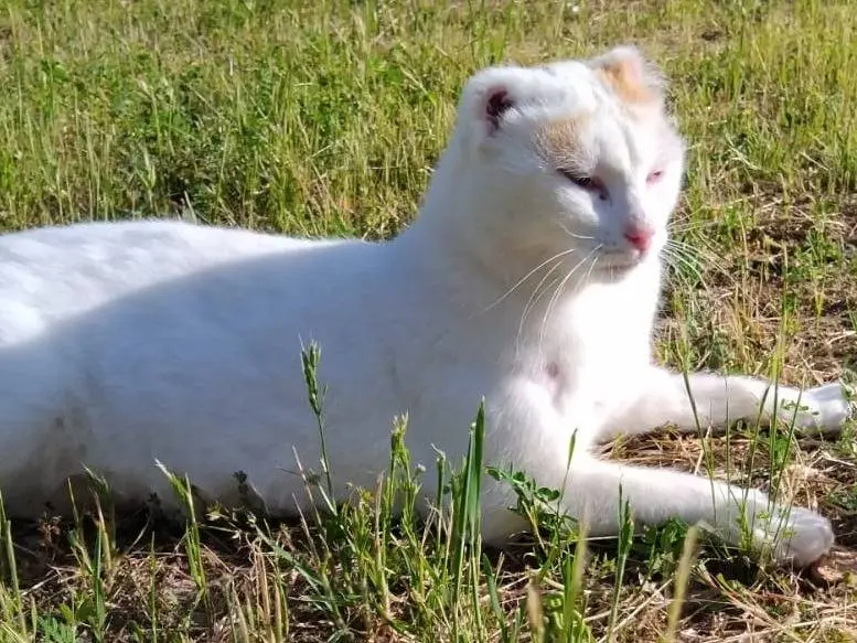 Adotta un gatto, maschio, 2 anni e 4 mesi, Torino