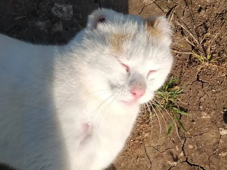 Adotta il gatto UBER a Torino