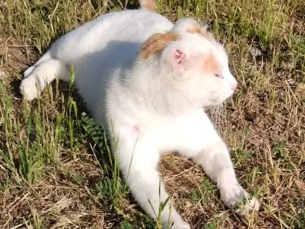 Adotta un gatto, taglia non valida, maschio, Torino