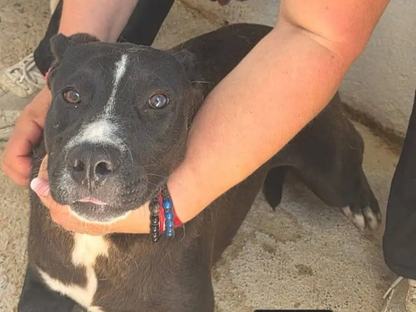 Adozione cane, femmina, Razza sconosciuta Razza sconosciuta, 1 anno e 4 mesi, taglia media contenuta, Crotone