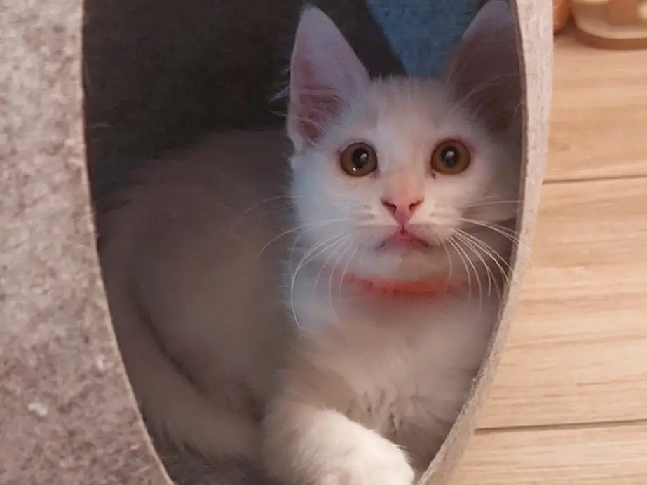 Adotta un gatto, femmina, 2 mesi, Crotone