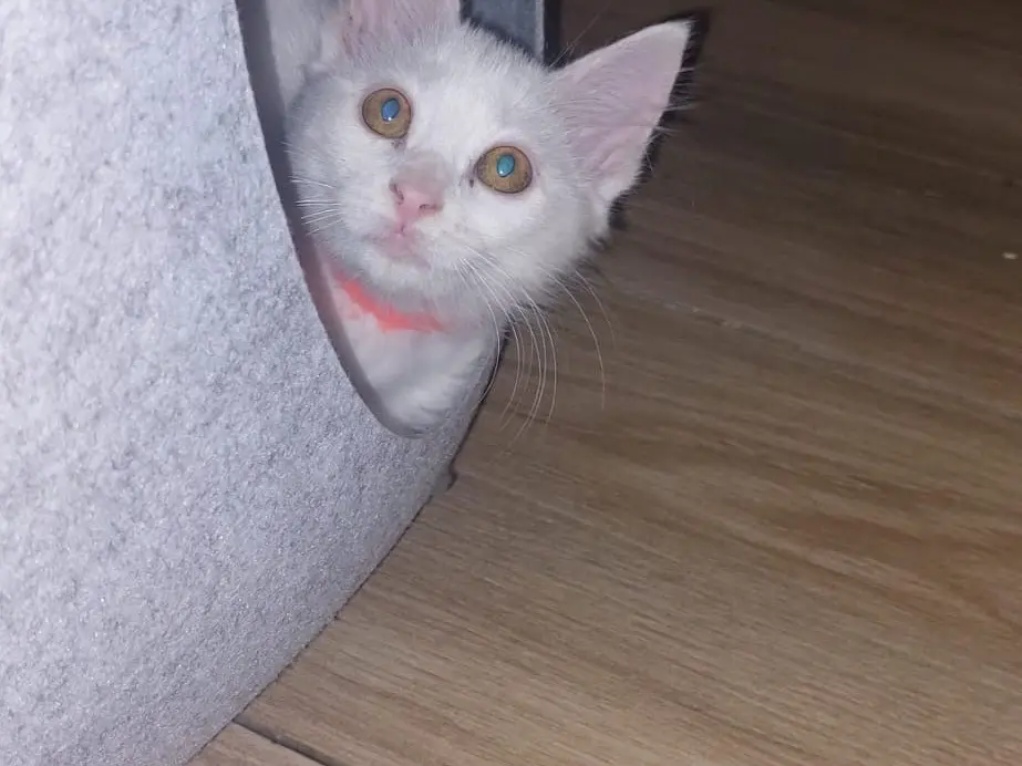 Adotta un gatto, taglia non valida, femmina, Crotone