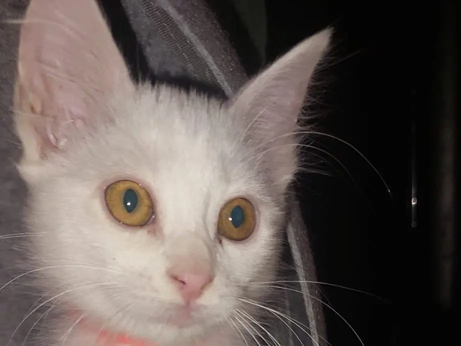 Vuoi adottare un gatto a Crotone?