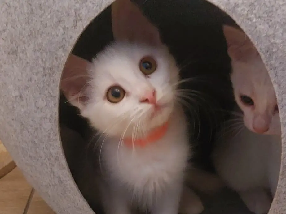 Adozione gatto, femmina, Razza sconosciuta Razza sconosciuta, 2 mesi, taglia non valida, Crotone