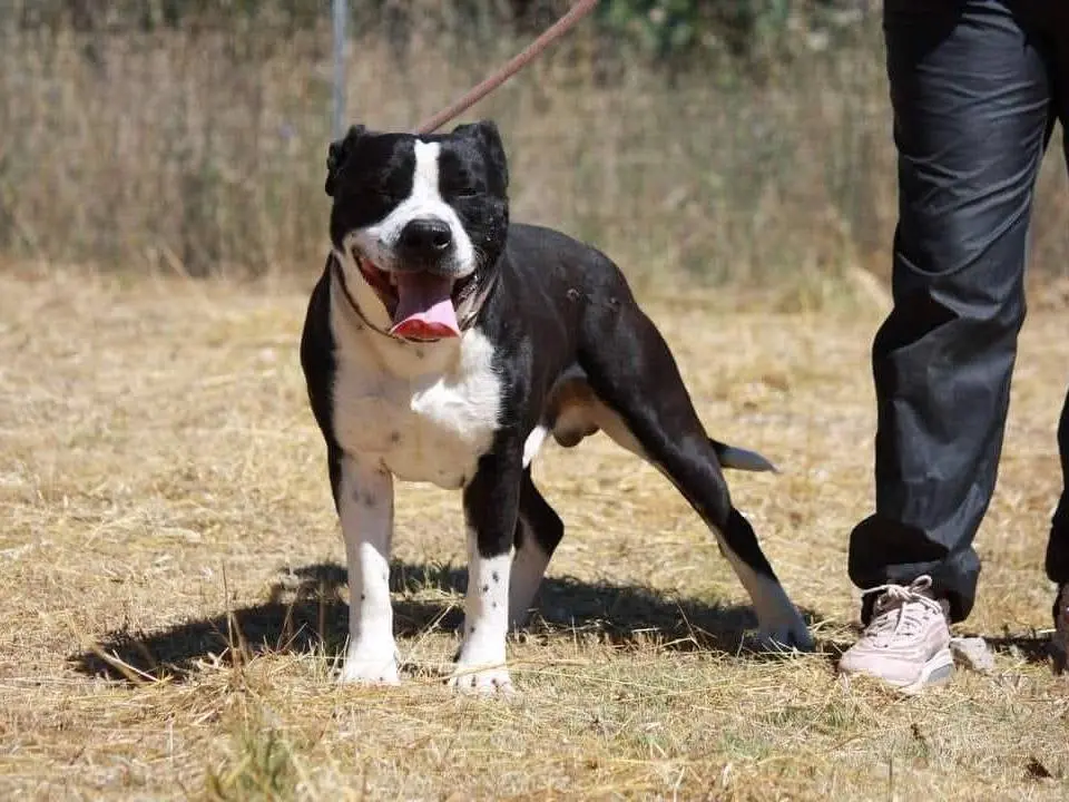 Adotta un cane, taglia media, maschio, Bari